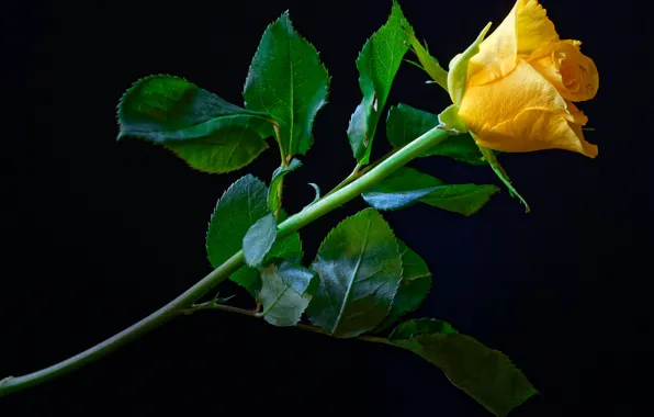 Flower, leaves, rose, stem, Bud, black background, yellow, closeup