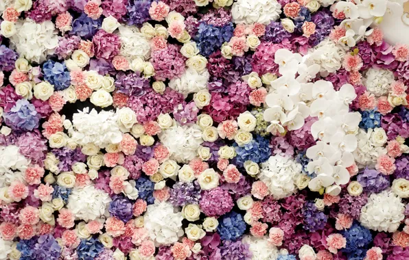 Flowers, background, roses, buds, Orchid