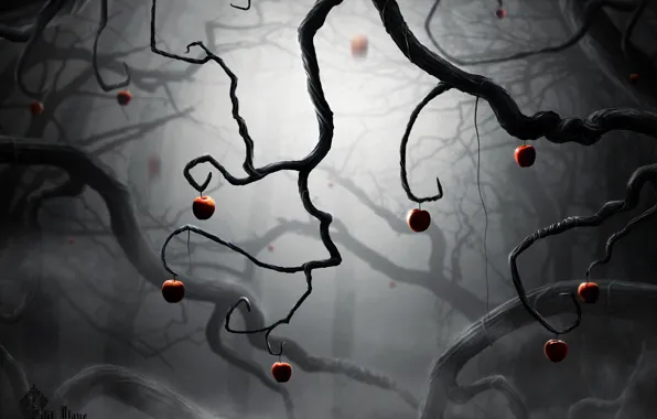 Trees, branches, fog, branch, the darkness, apples