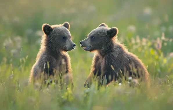 Field, grass, look, nature, pose, glade, bear, bears