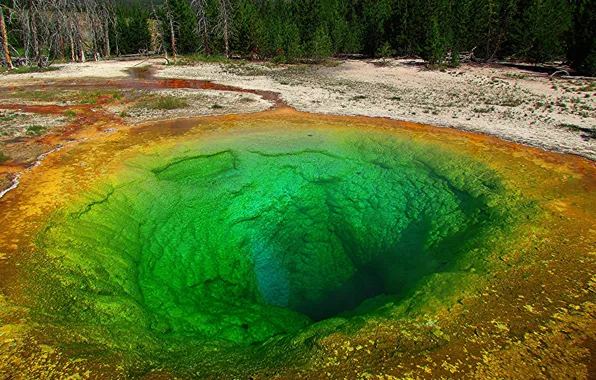 Forest, trees, USA, geyser, Yellowstone national Park