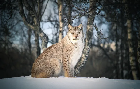 Picture winter, forest, look, snow, branches, the dark background, lynx, sitting