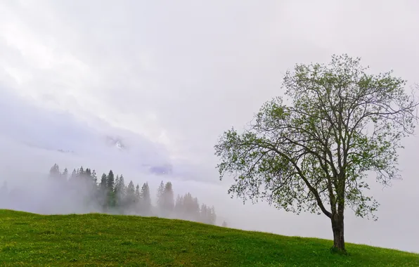 Picture summer, landscape, mountains, fog, tree