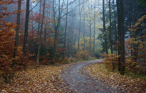 Road, autumn, forest