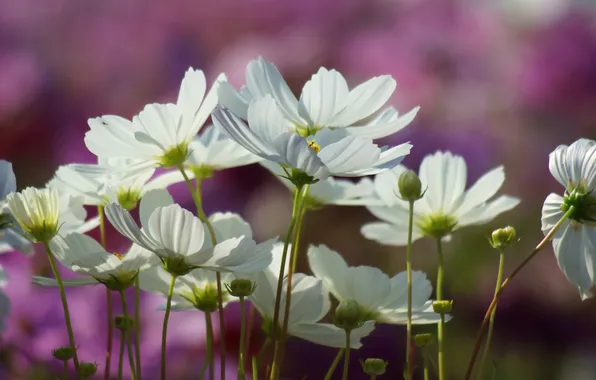 Flowers, blur, white, kosmeya, polevo