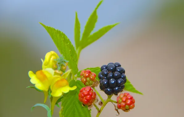Picture leaves, nature, berries, plant