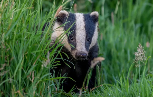 Grass, face, portrait, badger