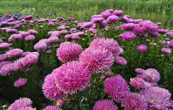 Picture flowers, pink, asters