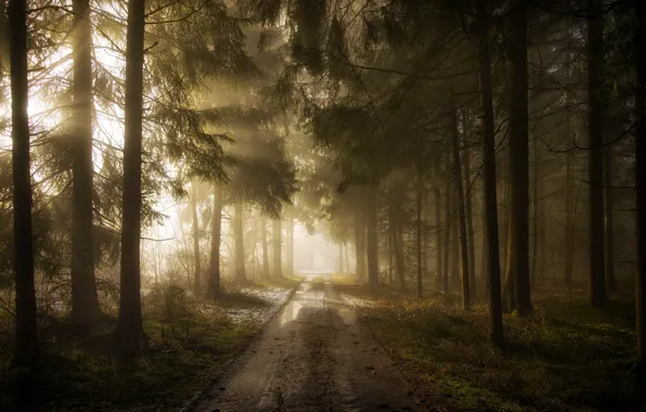 Road, forest, fog