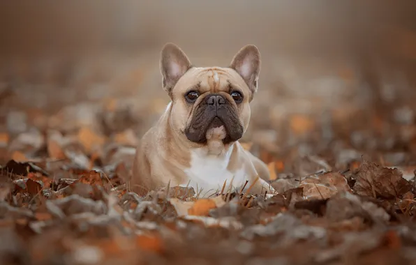 Autumn, look, foliage, portrait, dog, face, bokeh, French bulldog
