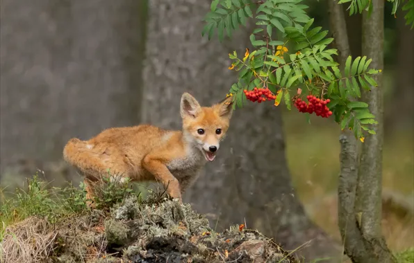 Autumn, forest, look, branches, pose, berries, tree, baby