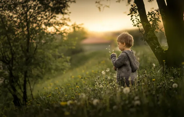 Nature, boy, dandelions