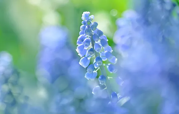 Light, flowers, spring, blue, bokeh, Muscari, hyacinth mouse