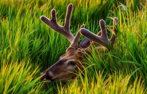 Greens, grass, look, face, light, deer, lies, horns