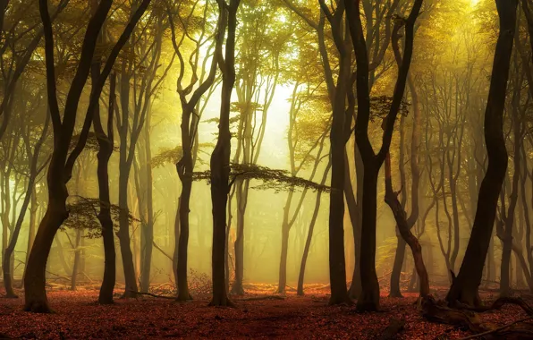 Autumn, leaves, trees, fog, Park, sunrise, morning