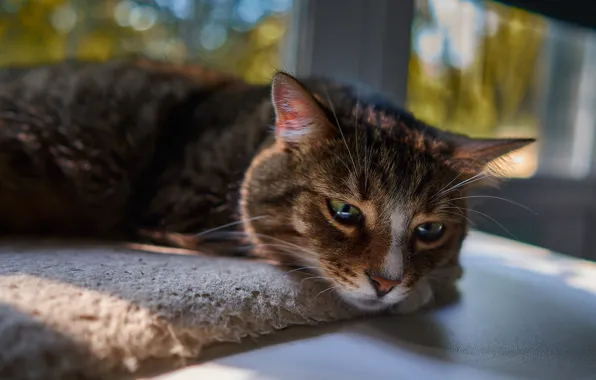 Sad face, lying on the sofa, tabby cat, blur bokeh