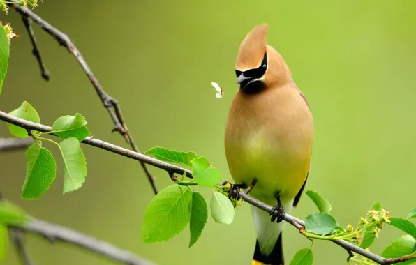 Wallpaper branch, Bird, green, leaves, Midge. for mobile and desktop