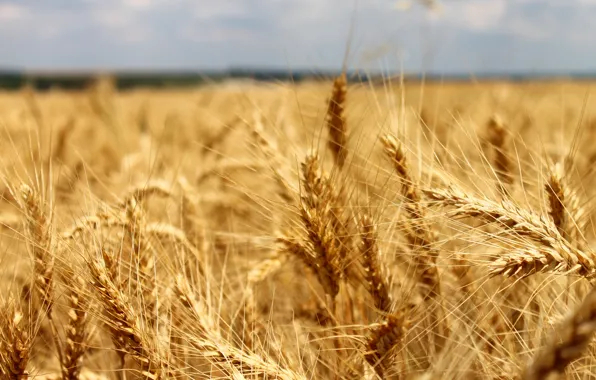 Picture field, summer, nature, background, Wallpaper, rye, beauty, bread