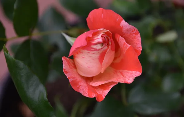 Flower, leaves, macro, rose, petals, Bud, red, striped