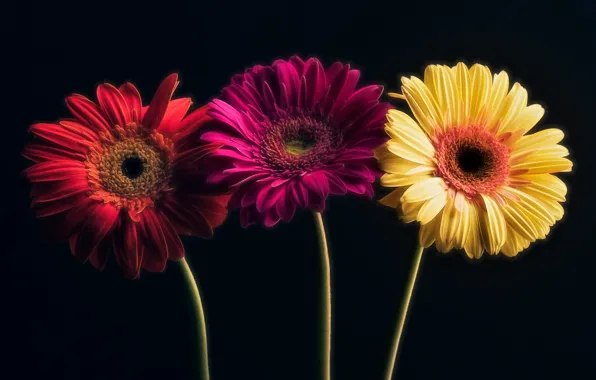 Picture flowers, nature, background, gerbera