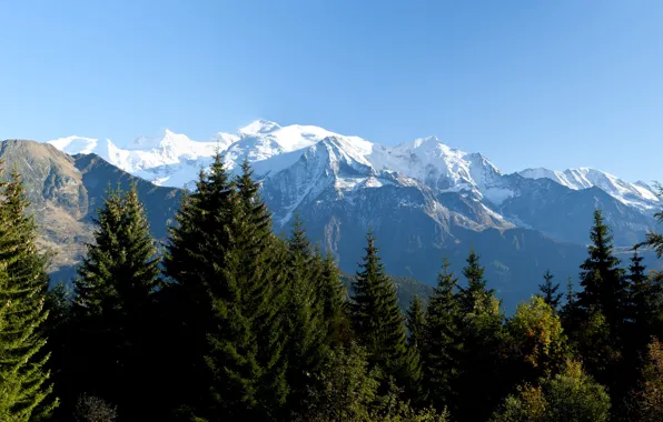 Mountains, Alps, pine