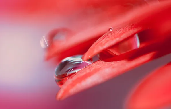 Picture flower, water, macro, drop, petals