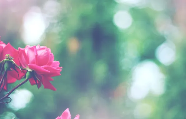 Flowers, roses, petals, bokeh