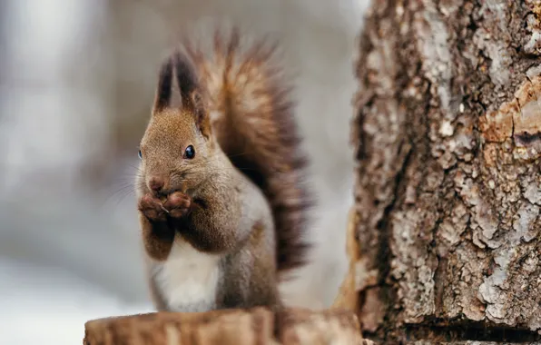 Look, tree, stump, protein, bark, face, sitting, brown