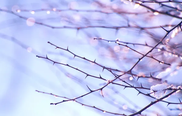 Spring, bokeh, spring