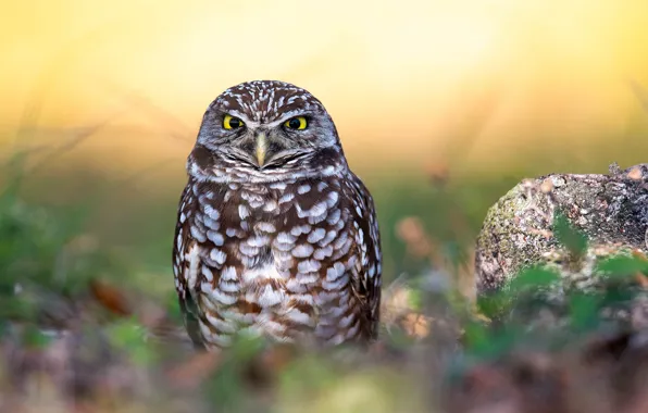 Picture grass, nature, owl, bird, feathers, bokeh, Burrowing Owl