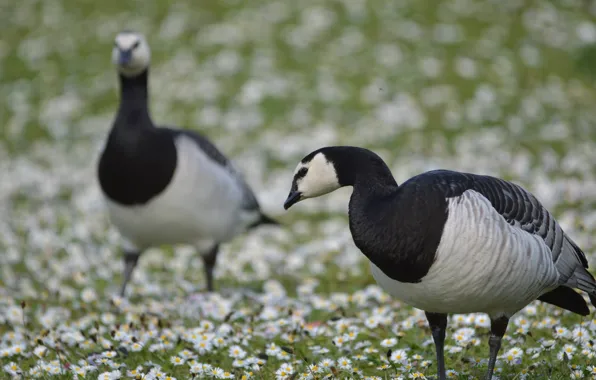 Animal, feathers, color, goose