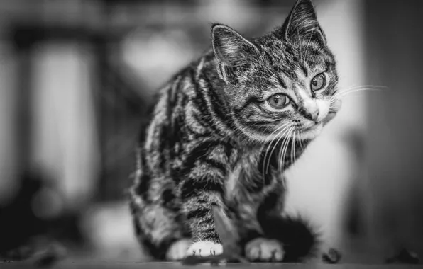 Cat, cat, kitty, black and white photo