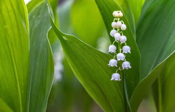 Picture leaves, macro, Lily of the valley