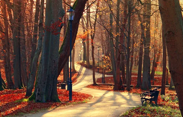 Autumn, forest, leaves, trees, bench, nature, Park, view