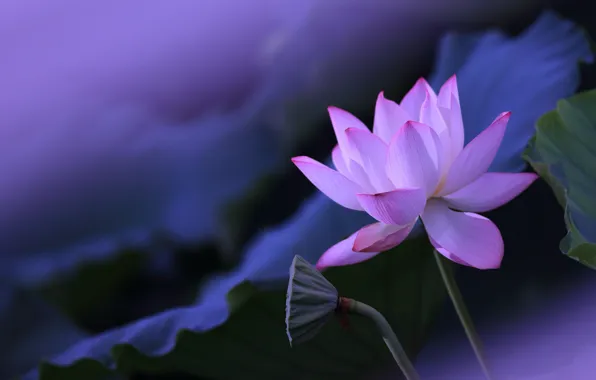 Flower, leaves, flowers, background, pink, petals, stem, Bud