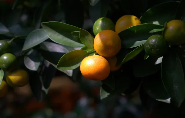 Leaves, branches, nature, the dark background, fruit, fruit, tangerines, citrus