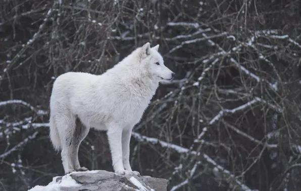Picture nature, predator, animal, wolf, wildlife, portrait, portrait., Canis lupus. face