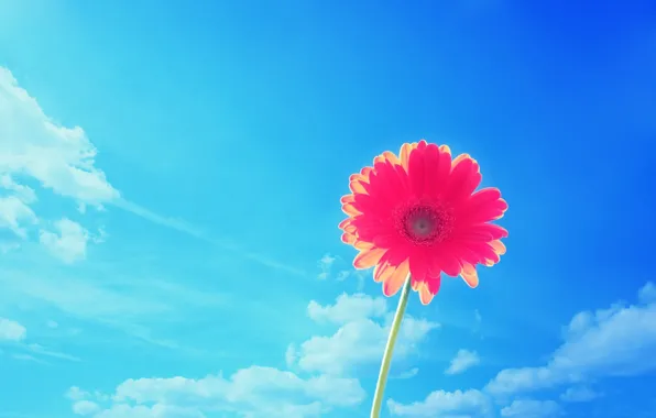 The sky, nature, petals, gerbera