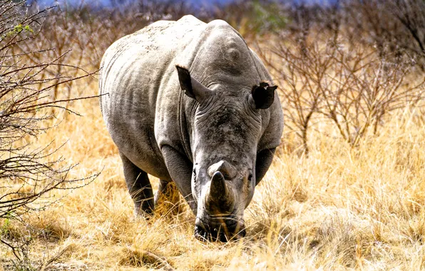 Grass, Savannah, Africa, Rhino, the bushes
