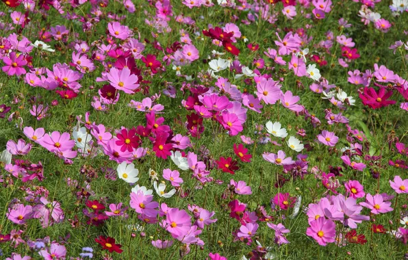 Picture field, nature, plant, petals, meadow, kosmeya