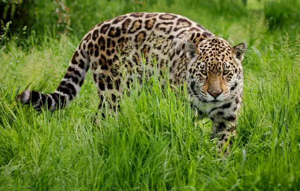 Grass, look, nature, pose, glade, Jaguar, sneaks