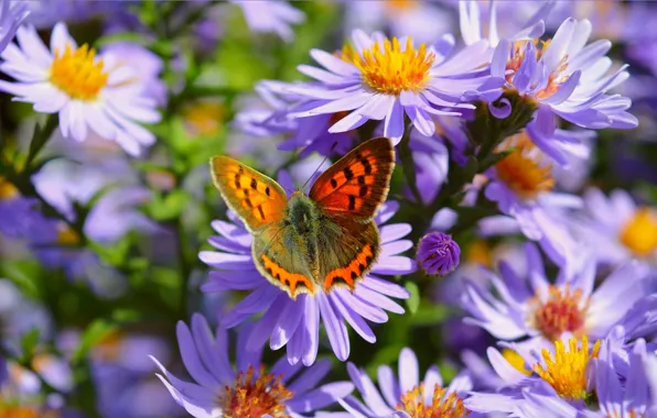 Macro, Butterfly, Macro, Purple flowers, Butterfly, Purple flowers