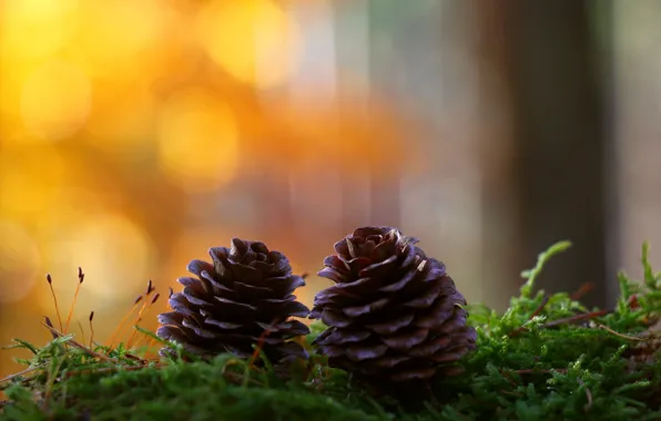 Picture moss, bumps, bokeh
