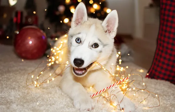 White, look, pose, room, the ball, ball, dog, lights