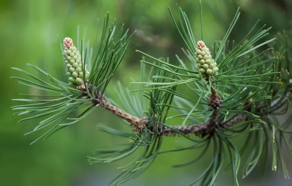 Needles, branches, bumps, pine