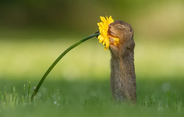 Picture grass, flowers, yellow, pose, glade, gopher, green background, stand