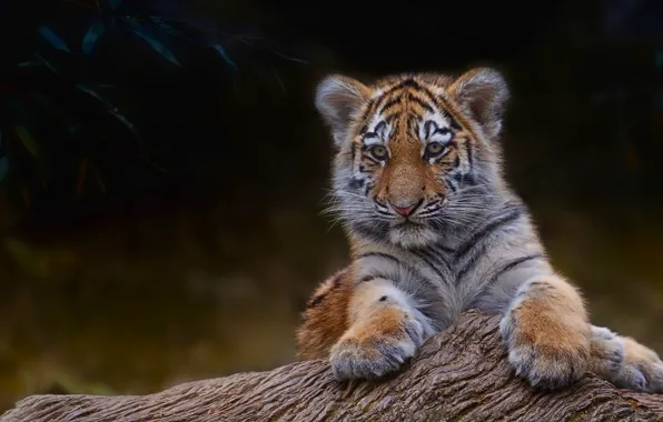 Tiger, tree, branch, small