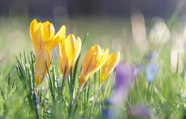 Grass, drops, background, plants