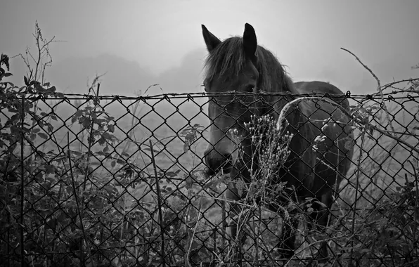 Nature, horse, the fence