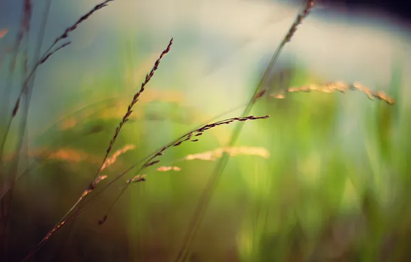 Greens, grass, macro, blur, spikelets